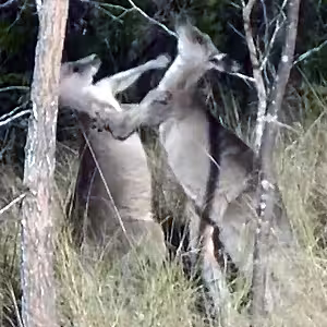 Walking with Wild Kangaroos in Australia
