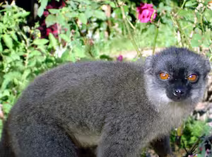Lemurs in Madagascar.