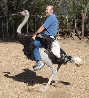 ostrich ride in South Africa