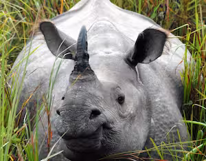 Finding a one horned rhino in India.
