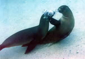 Swimming with sealions in the Galapagos
