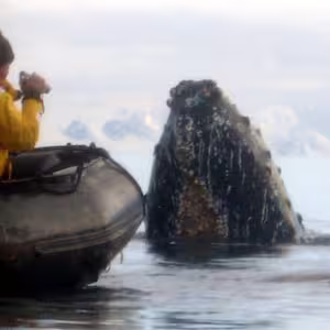 Whales in Antarctica