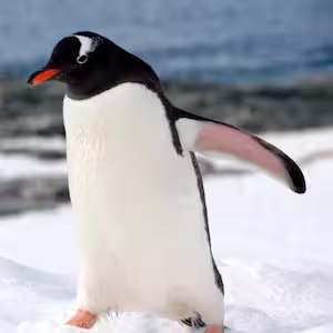 Penguin in Antarctica.
