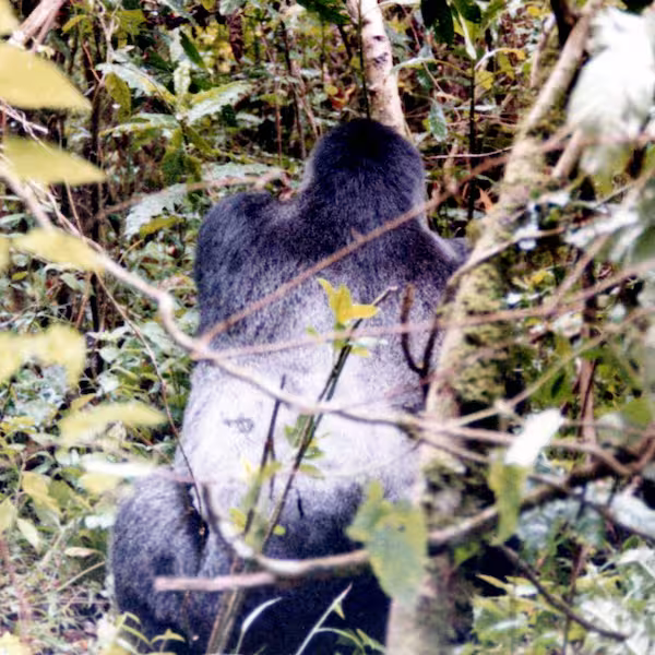 Tracking Mountain Gorillas in Zaire (now Congo).
